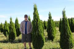 Arborvitae Emerald Green