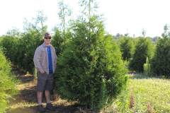 Arborvitae Green Giant 6 ft