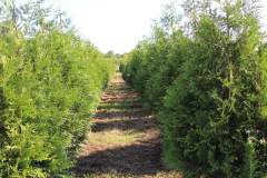 Arborvitae Green Giant Block