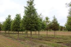 Cypress Bald 3.0-4.0 in