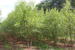 Birch Dura Heat