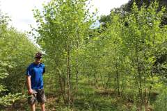 Birch Heritage