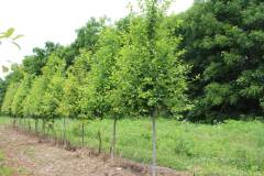 Black Gum