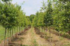 Black Gum Row