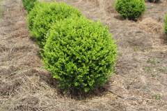 Boxwood Winter Green