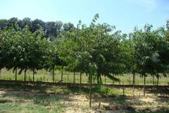 Yoshino Cherry