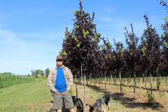 Cherry Canada Red Chokecherry