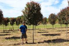 Crabapple Robinson
