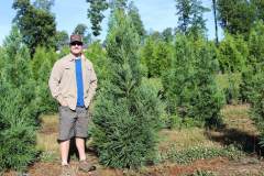 Cryptomeria Yoshino 6ft
