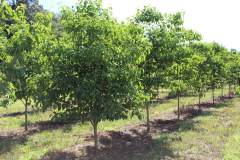 Dogwood Pink 2.0 in