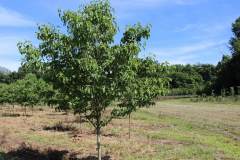 Dogwood Cherokee Brave