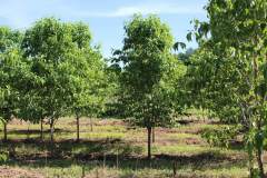 Dogwood Cherokee Princess 2.0-2.5 in