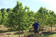 Dogwood Cherokee Princess