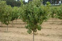 Dogwood Cherokee Princess