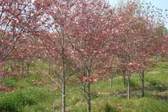 Dogwood Pink