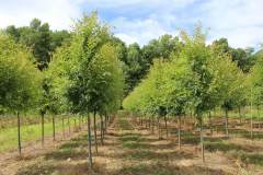 Elm Allee