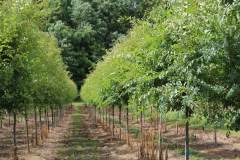 Elm Allee