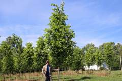 Elm Princeton
