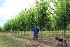 Elm Princeton 2.0 in
