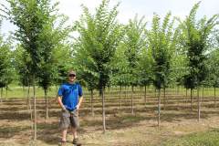 Elm Triumph