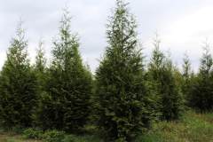 Arborvitae Green Giant
