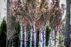 Cherry Kwanzan above ground