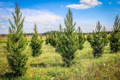 Cryptomeria Radicans