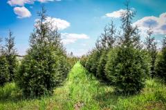 Arborvitae Green Giant