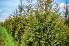 Arborvitae Green Giant
