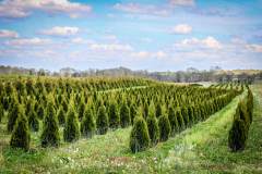 Arborvitae Emerald Block