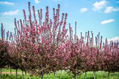 Crabapple Robinson
