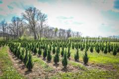 Junipers