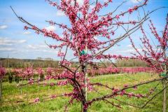 Redbud Appalachian