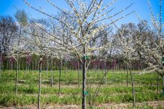 Redbud Royal White