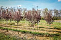 Plum Krauter Vesuvius