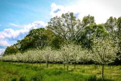 Dogwood Cloud 9 Block