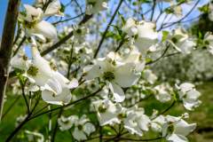 Dogwood White Bloom