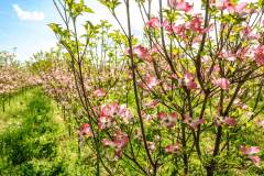Dogwood Pink Bloom