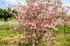 Dogwood Pink