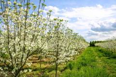 Dogwood White Block