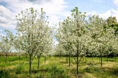 Dogwood Cherokee Princess 2.5 inch