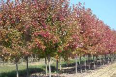 Maple Autumn Blaze