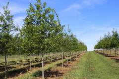 Oak Nuttall 2.5 in