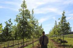 Oak Overcup 2.5 in
