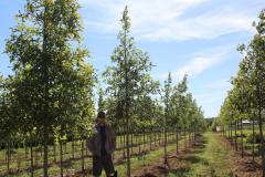 Oak Overcup