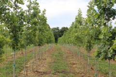 Oak Shumard 1.75 in