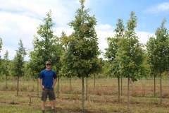 Oak Swamp White