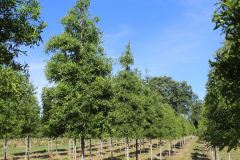 Oak Willow 2.5 in