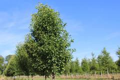 Pear Cleveland