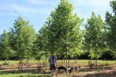 Planetree Exclamation